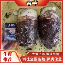 【精品推荐】广东香芋质量保证大量上市中欢迎来电咨询