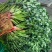 【预售】香菜小叶香菜产地一手货源量大从优欢迎采购