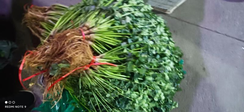 【预售】香菜小叶香菜产地一手货源量大从优欢迎采购