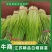 蒜苔白帽蒜苔全国发货常年供应保质保量欢迎采购
