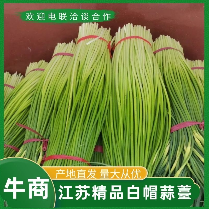 蒜苔白帽蒜苔全国发货常年供应保质保量欢迎采购
