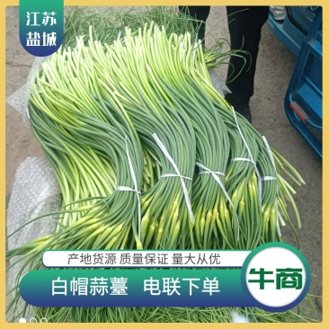 蒜苔白帽蒜苔产区直发保质保量代发全国