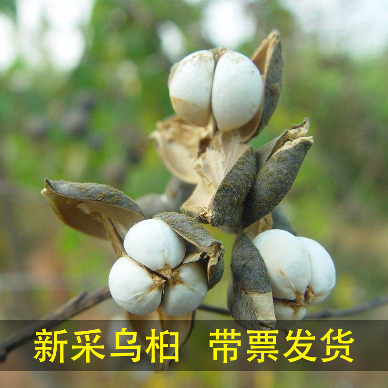新采乌桕种子四季播种山乌桕籽绿化红叶乌桕树种