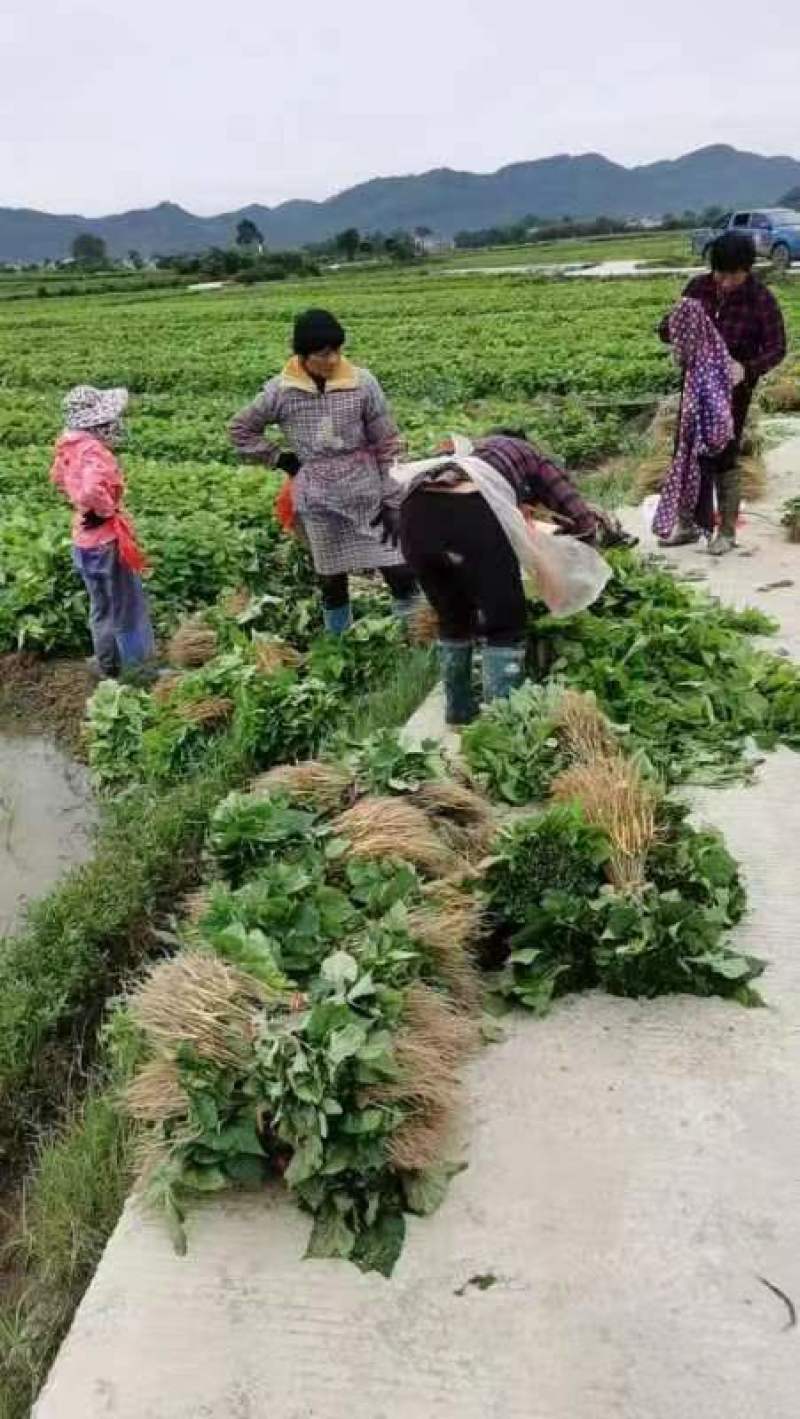 正宗大叶杂交桑苗基地直供一手货源诚信经营成活率高量大从优