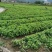 正宗广西杂交桑树苗现挖现发基地直供一手货源诚信经营