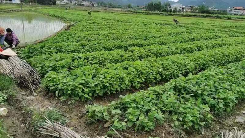 正宗广西杂交桑树苗现挖现发基地直供一手货源诚信经营