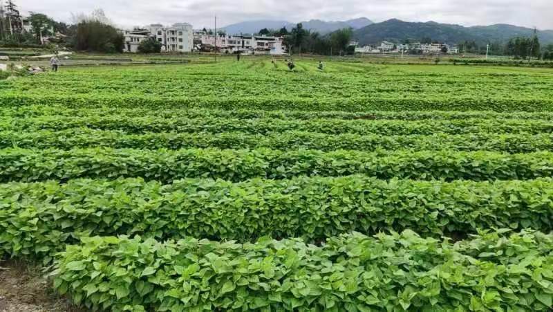 正宗广西杂交桑树苗现挖现发基地直供一手货源诚信经营