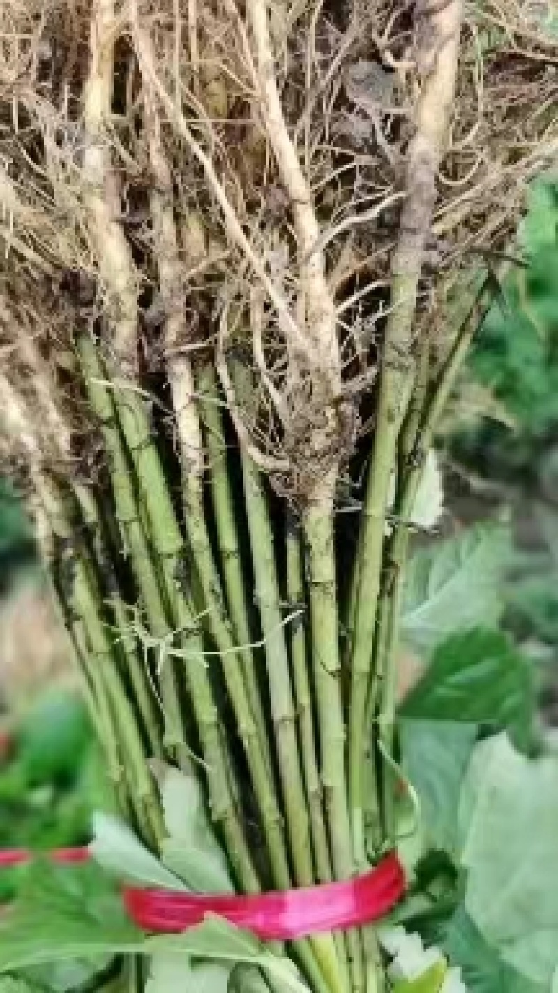 正宗广西杂交桑树苗现挖现发基地直供一手货源诚信经营