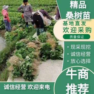 正宗广西杂交桑树苗现挖现发基地直供一手货源诚信经营