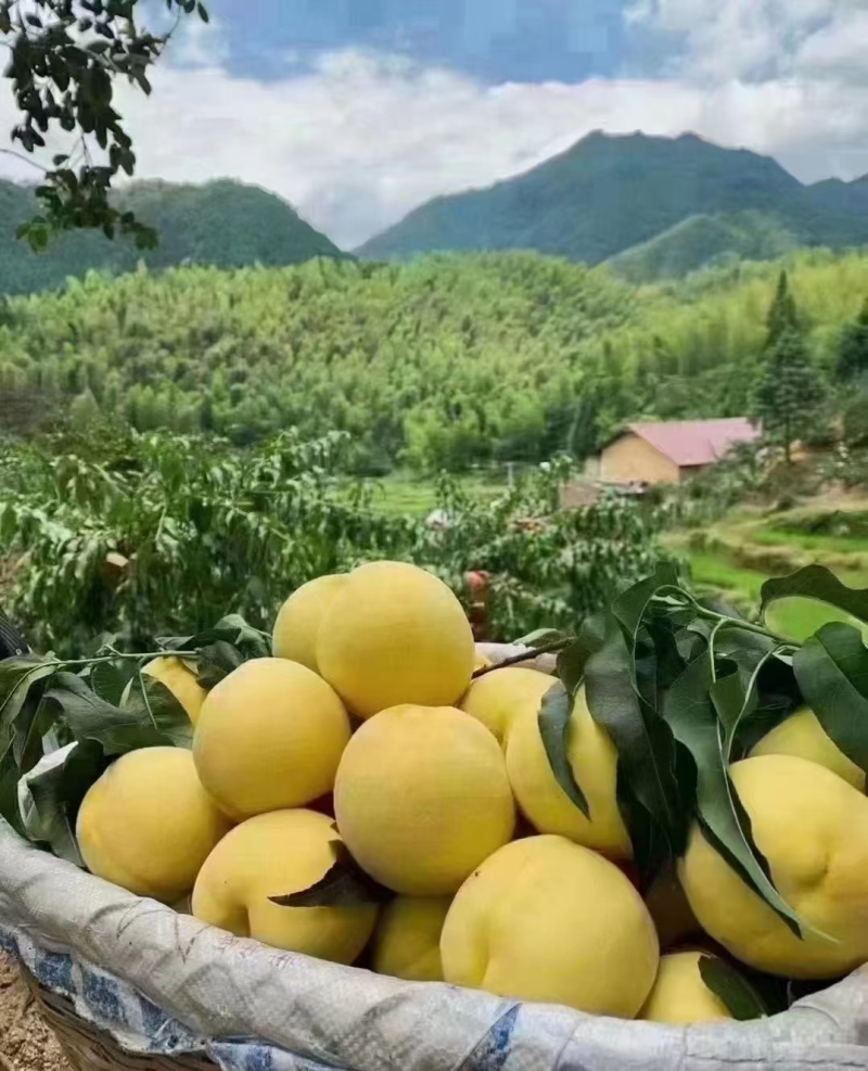 湖北黄桃新鲜黄桃黄金密1号口感香甜糖度高颜色好果面干净