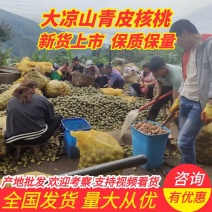 新品大凉山青皮核桃产地批发价格低，一手货源充足可视频