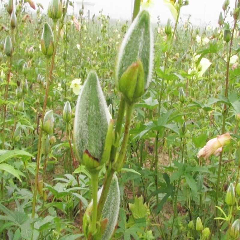 金花葵种子蔬菜种籽菜芙蓉野芙蓉秋葵食用花卉观赏美观庭园菜