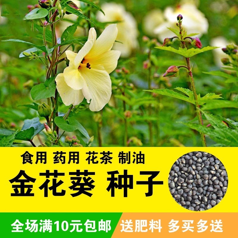 金花葵种子蔬菜种籽菜芙蓉野芙蓉秋葵食用花卉观赏美观庭园菜