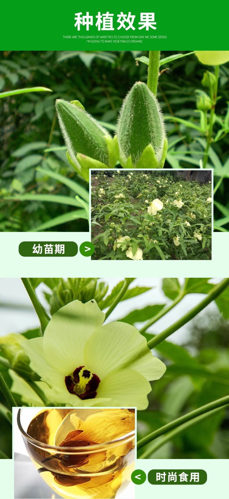 金花葵种子蔬菜种籽菜芙蓉野芙蓉秋葵食用花卉观赏美观庭园菜