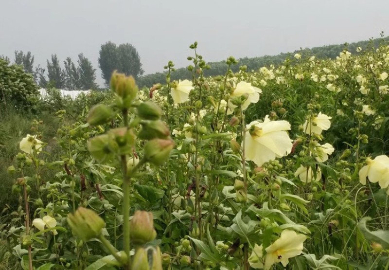 金花葵种子蔬菜种籽菜芙蓉野芙蓉秋葵食用花卉观赏美观庭园菜