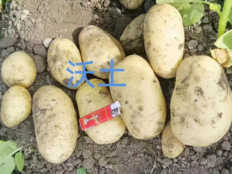【热卖中】沃土土豆v7土豆黄心土豆承接电商商超一条龙服务