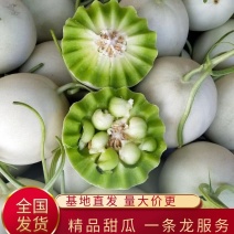 玉姑滑县甜瓜大量上市中，可代发，欢迎新老客户前来洽谈合作