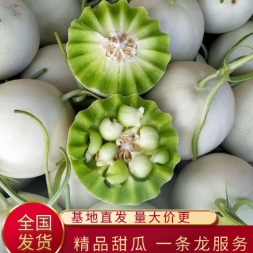玉姑滑县甜瓜大量上市中，可代发，欢迎新老客户前来洽谈合作