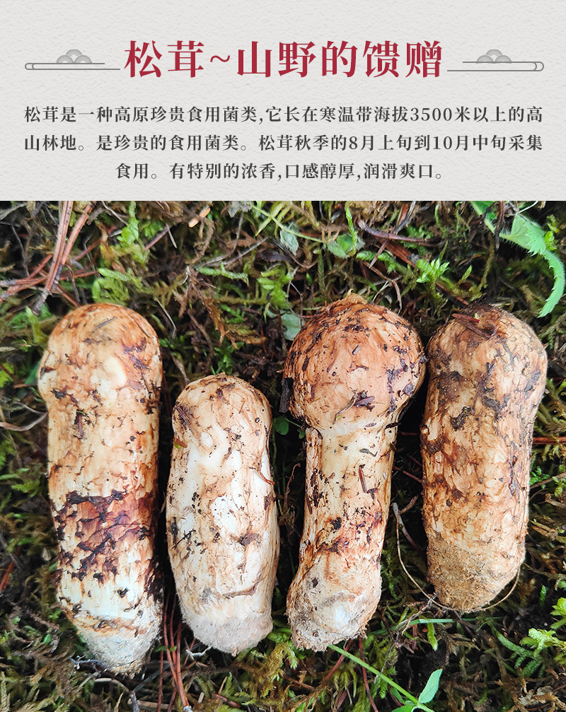 新鲜松茸，产地直发，质量保障。量大从优，对接全国，欢迎