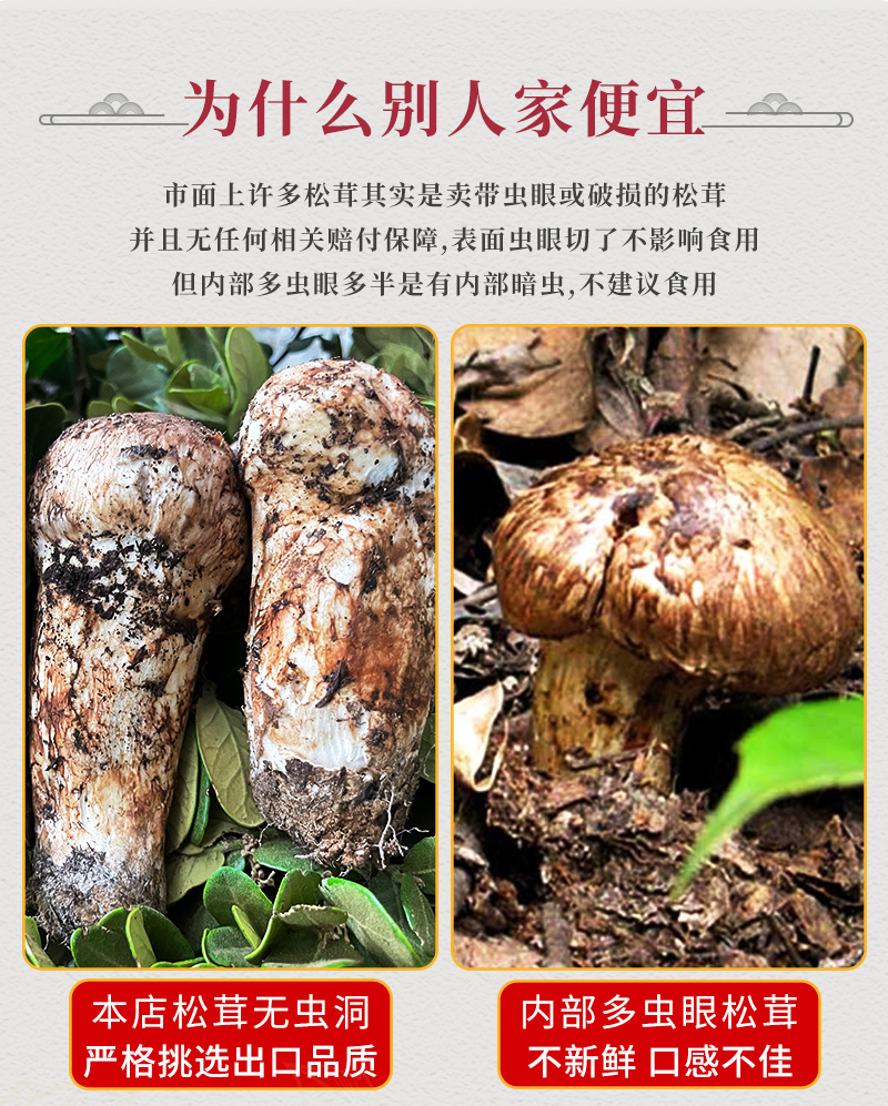 新鲜松茸，产地直发，质量保障。量大从优，对接全国，欢迎