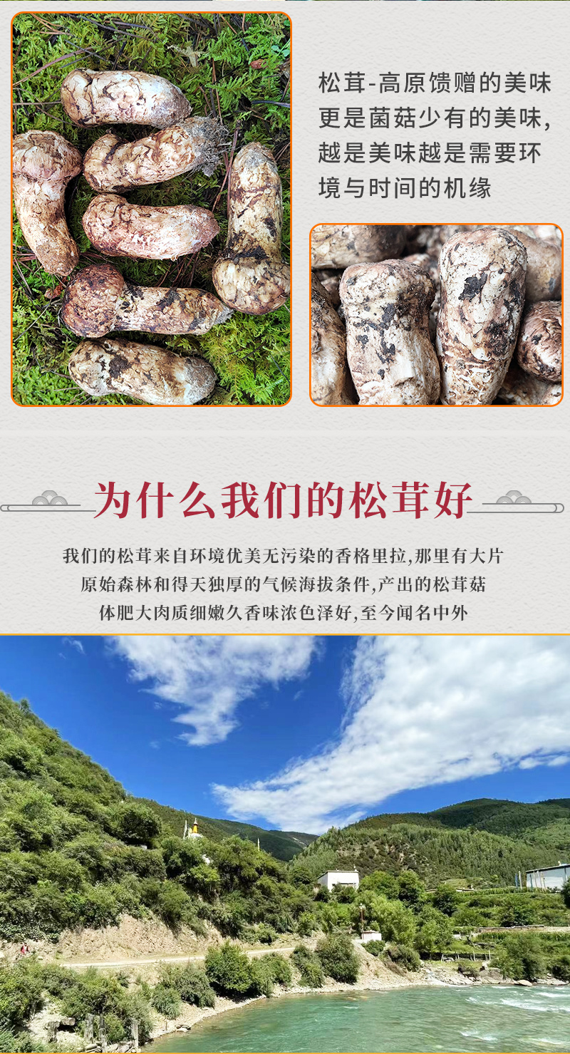 新鲜松茸，产地直发，质量保障。量大从优，对接全国，欢迎