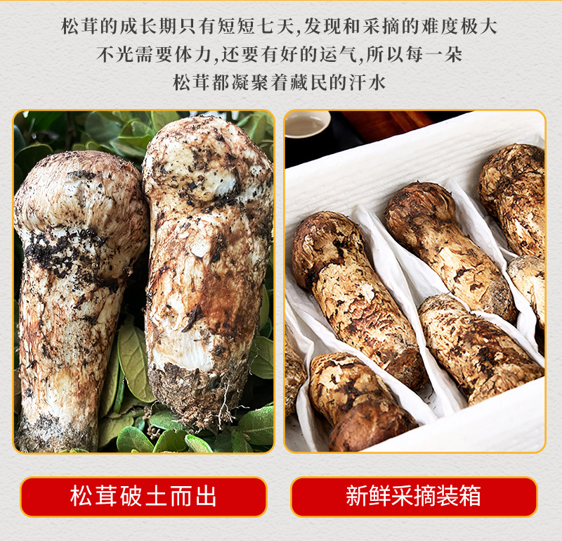 新鲜松茸，产地直发，质量保障。量大从优，对接全国，欢迎