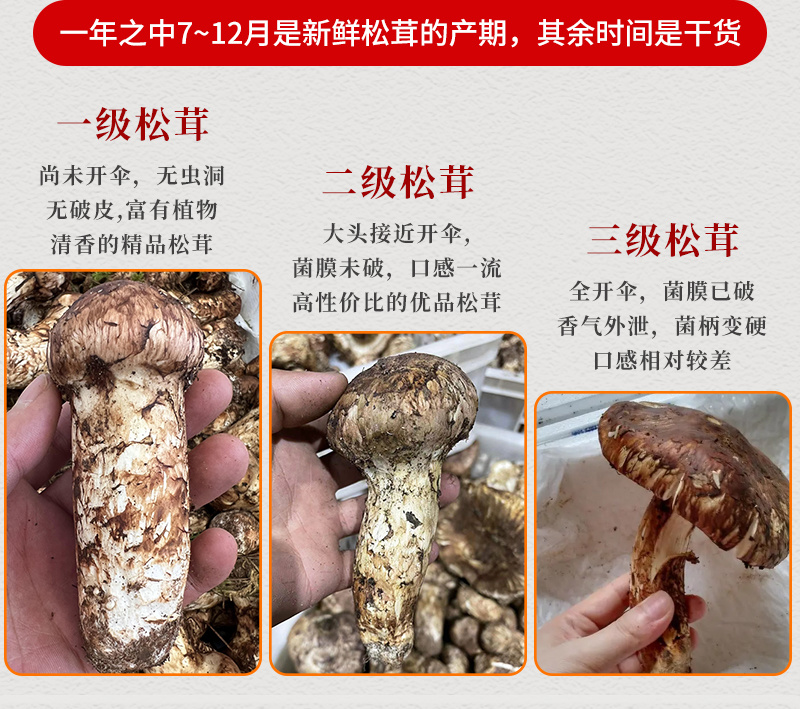新鲜松茸，产地直发，质量保障。量大从优，对接全国，欢迎