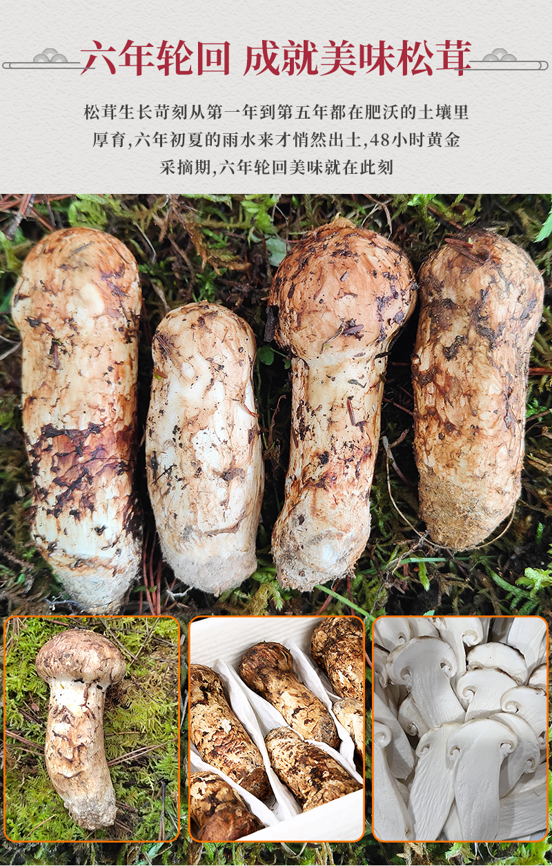 新鲜松茸，产地直发，质量保障。量大从优，对接全国，欢迎
