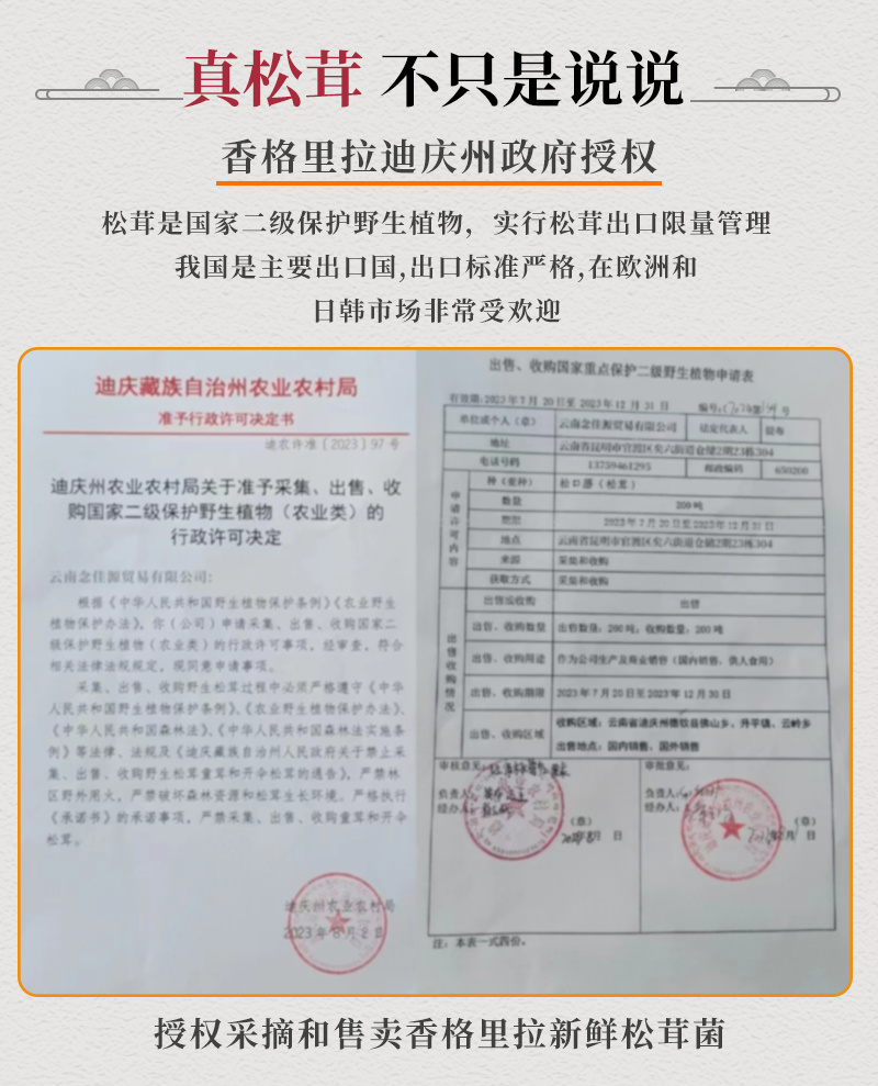 新鲜松茸，产地直发，质量保障。量大从优，对接全国，欢迎