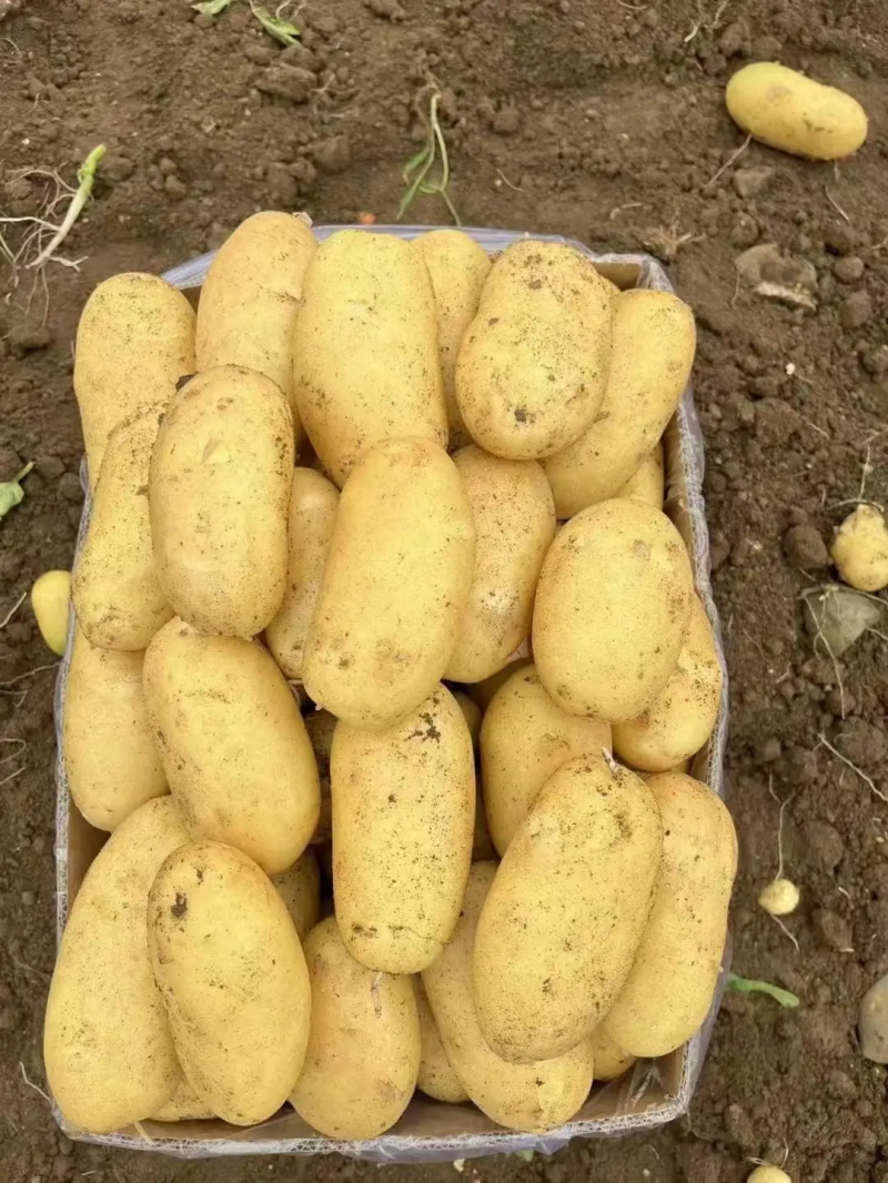 【精选】河南精品v7沃土希森土豆产地直发量大从优