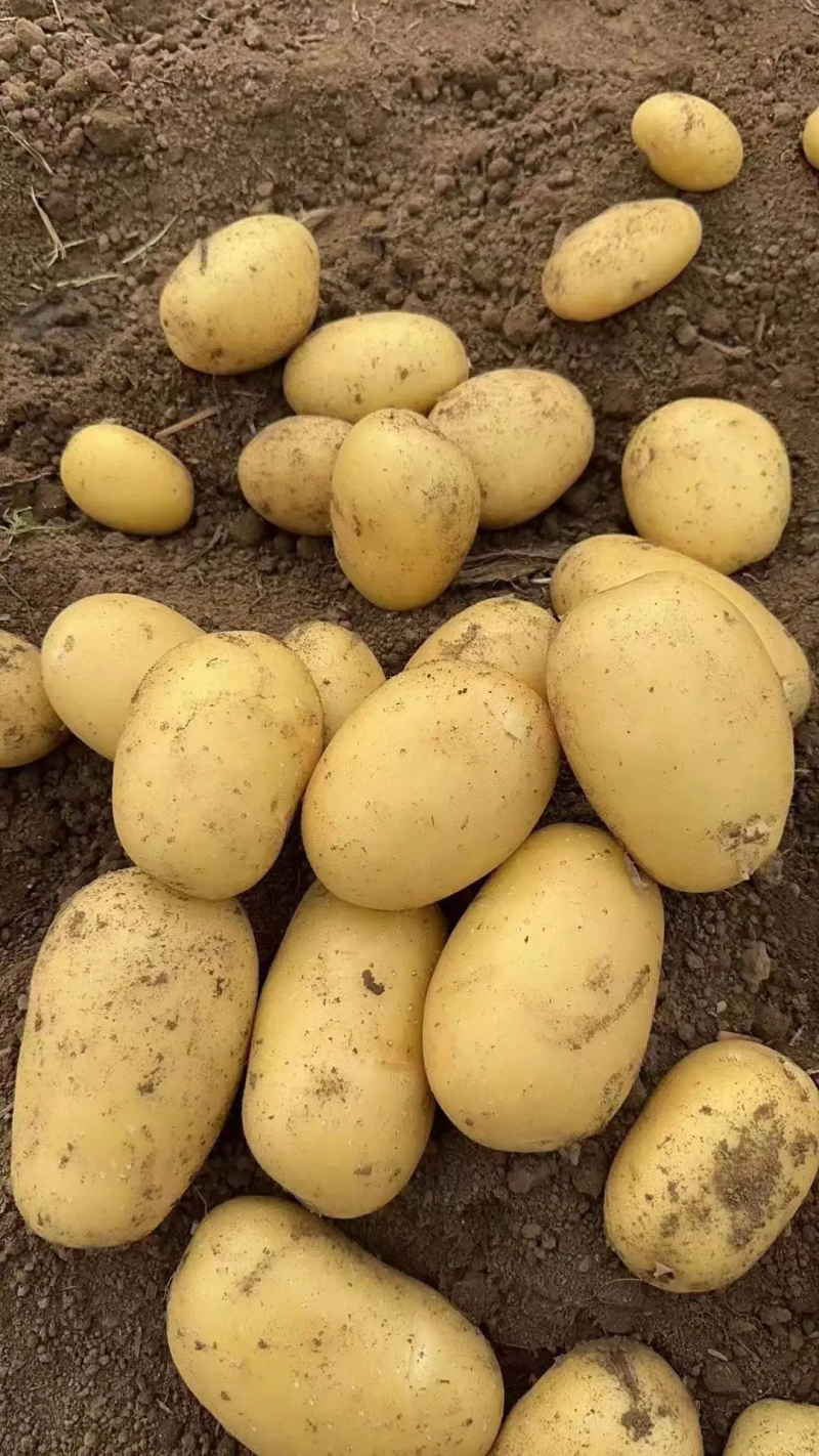 【精选】河南精品v7沃土希森土豆产地直发量大从优