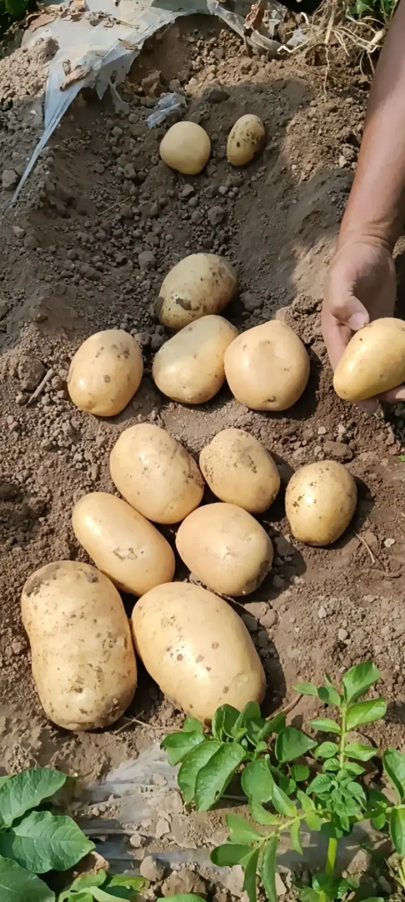 【精选】河南精品v7沃土希森土豆产地直发量大从优