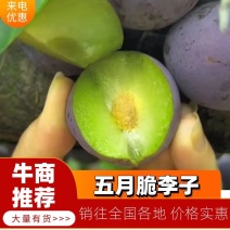 云南电商果李子昭通精品五月脆李子货源充足欢迎来电咨询订购