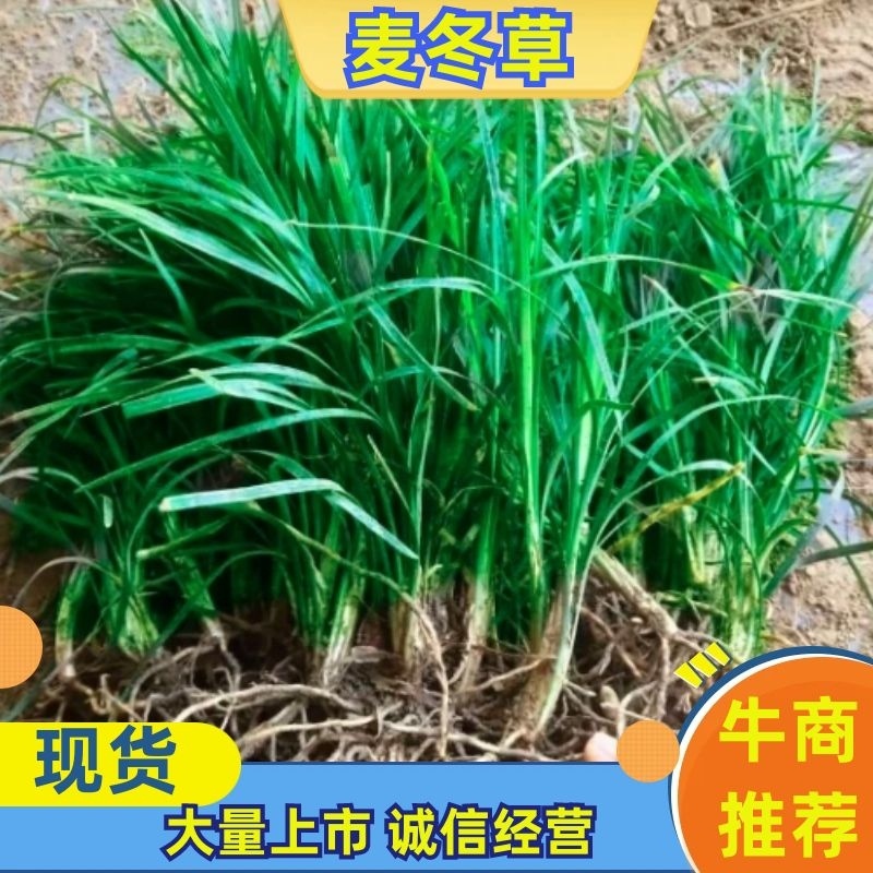 四川绵阳麦冬草量大从优欢迎各位老板随时致电咨询合作