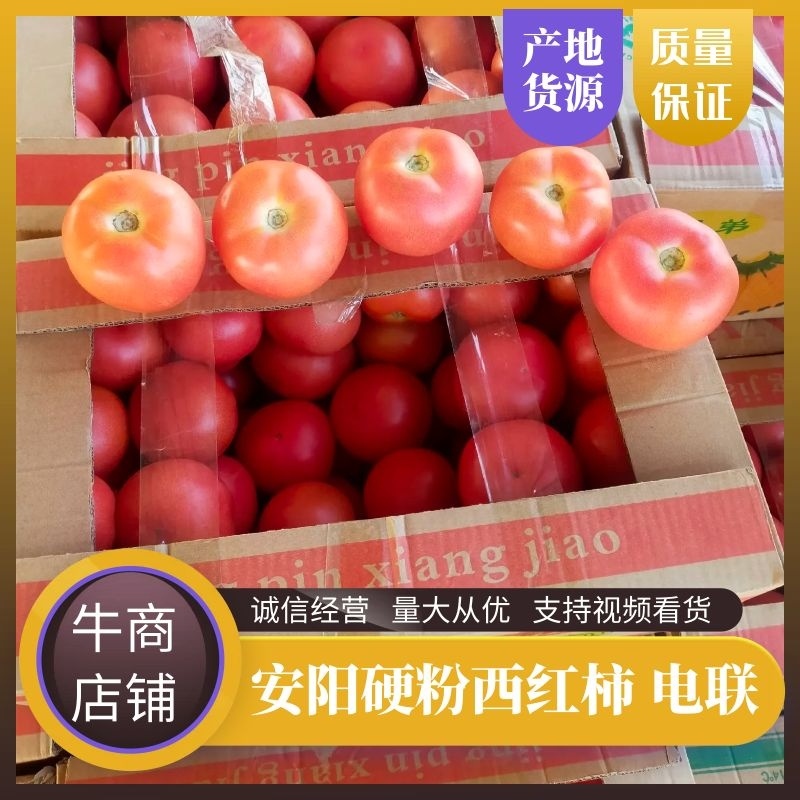 豫北硬粉西红柿番茄产地大量有货质好价优，欢迎电联采购