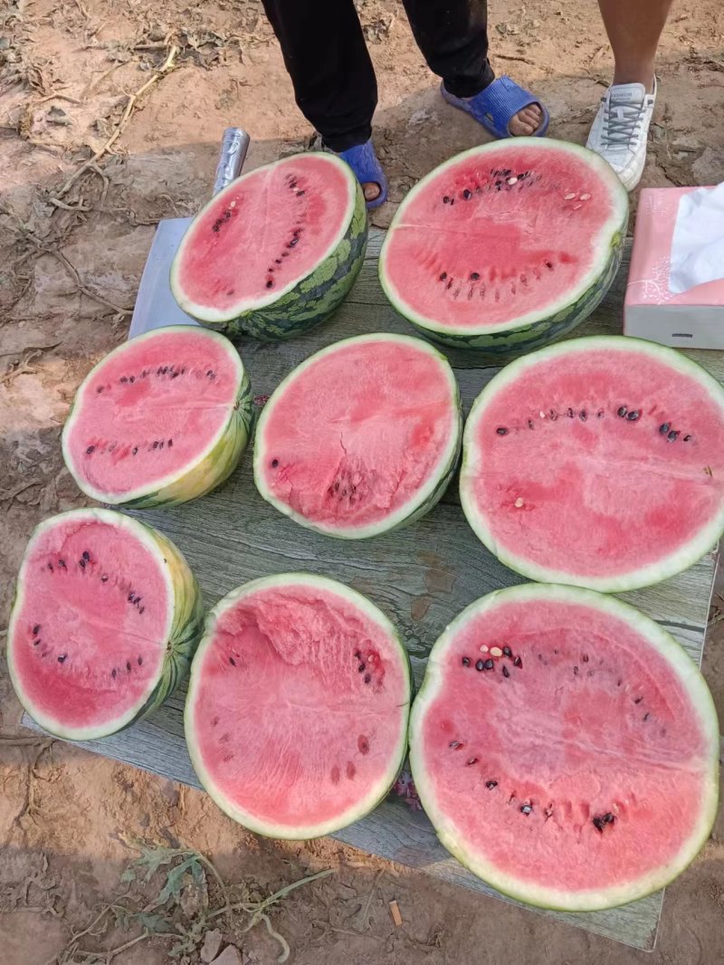 推荐甜王西瓜产地直供质量保证代发全国价格优惠欢迎联系