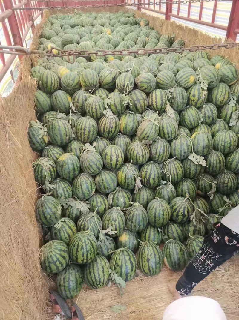 推荐甜王西瓜产地直供质量保证代发全国价格优惠欢迎联系