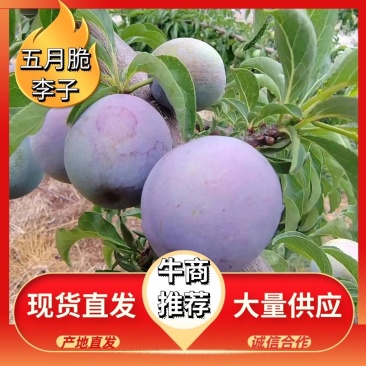 五月脆李子大量供应，产地直发，一手货源，支持一件代发
