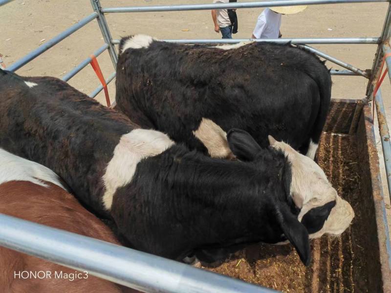 河北张家口黑白花肉牛活牛质量保障量大从优欢迎订购