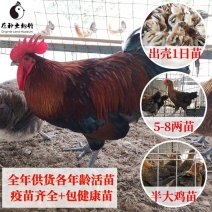 【精选】黑瑶鸡苗，一代黑瑶土鸡苗，实力厂家供货，防疫齐全