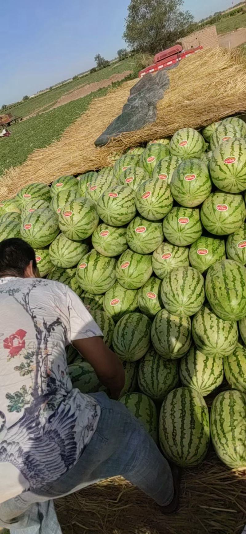 【精选】中卫西瓜金城5号西瓜头茬瓜大量上市中