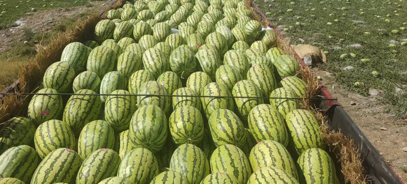 【精选】中卫西瓜金城5号西瓜头茬瓜大量上市中