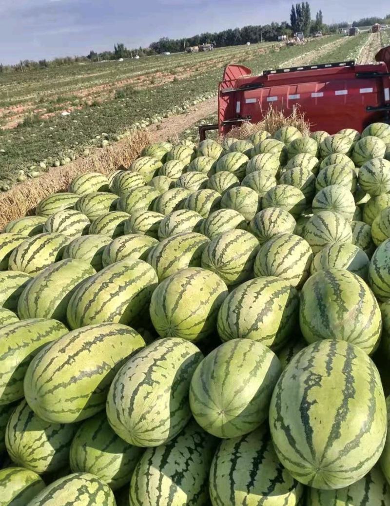 【精选】中卫西瓜金城5号西瓜头茬瓜大量上市中