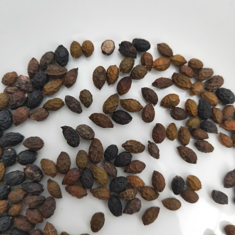 鸦胆子精品鸦胆子无硫正品道地药材雅蛋子