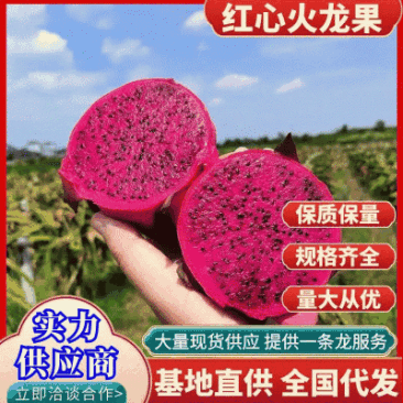 金都一号广西火龙果红心火龙果大量上市随行就市