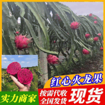 《精选》广西火龙果红心火龙果产地直发全国发货随行就市