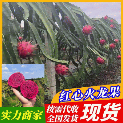 《精选》广西火龙果红心火龙果产地直发全国发货随行就市
