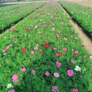 宿根草花基地