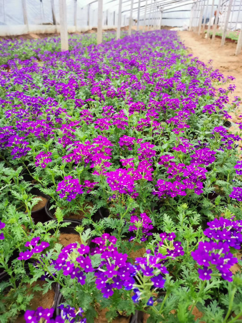 宿根草花基地