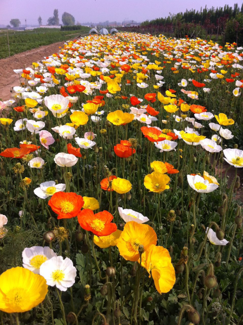 宿根草花基地